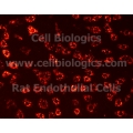 Aged Rat Endothelial Cells 